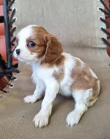 Sadie, a female Cavalier King Charles Spaniel for sale in Beach City, OH – 5 of 5