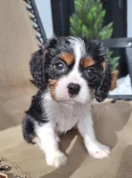 Benji , a male Cavalier King Charles Spaniel for sale in Beach City, OH – 2 of 7