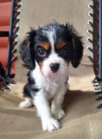 Benji , a male Cavalier King Charles Spaniel for sale in Beach City, OH – 7 of 7
