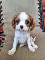 Sadie, a female Cavalier King Charles Spaniel for sale in Beach City, OH – 4 of 5