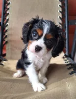 Benji , a male Cavalier King Charles Spaniel for sale in Beach City, OH – 1 of 7
