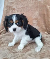 Archie , a male Cavalier King Charles Spaniel for sale in Beach City, OH – Photo 2 of 5
