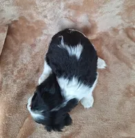 Archie , a male Cavalier King Charles Spaniel for sale in Beach City, OH – Photo 5 of 5