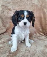Archie , a male Cavalier King Charles Spaniel for sale in Beach City, OH – Photo 4 of 5