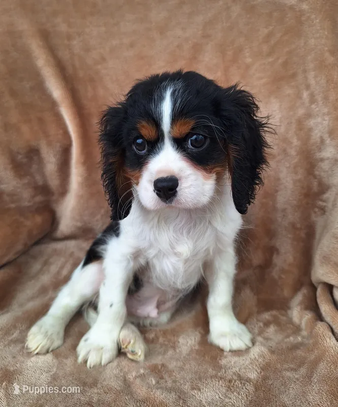 Archie  – Cavalier King Charles Spaniel puppy for sale in Beach City, OH