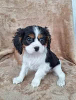 Archie , a male Cavalier King Charles Spaniel for sale in Beach City, OH – Photo 3 of 5