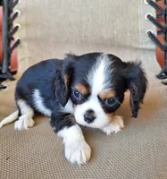 Max, a male Cavalier King Charles Spaniel for sale in Beach City, OH – 4 of 6