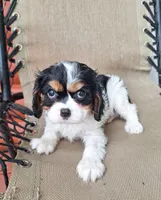 Sadie, a female Cavalier King Charles Spaniel for sale in Beach City, OH – 5 of 6