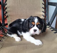 Daisy , a female Cavalier King Charles Spaniel for sale in Beach City, OH – 5 of 7