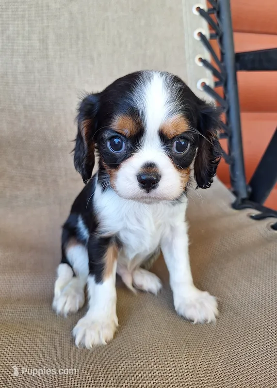 Max – Cavalier King Charles Spaniel puppy for sale in Beach City, OH