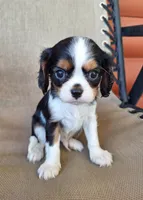 Max, a male Cavalier King Charles Spaniel for sale in Beach City, OH – 1 of 6