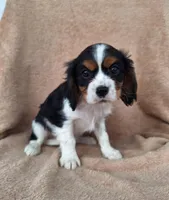 Charlie , a male Cavalier King Charles Spaniel for sale in Beach City, OH – Photo 2 of 4