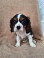 Charlie , a male Cavalier King Charles Spaniel for sale in Beach City, OH – Photo 3 of 4