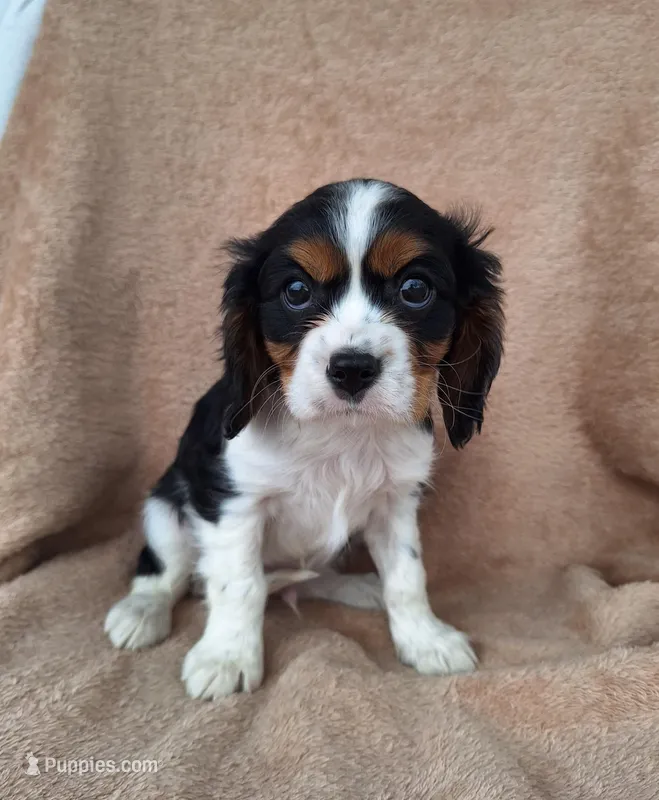 Charlie  – Cavalier King Charles Spaniel puppy for sale in Beach City, OH