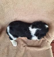 Charlie , a male Cavalier King Charles Spaniel for sale in Beach City, OH – Photo 4 of 4