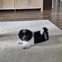 Daisy, a female Shih Tzu for sale in Beach City, OH – 3 of 3