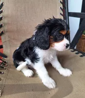 Autumn , a female Cavalier King Charles Spaniel for sale in Beach City, OH – 2 of 7