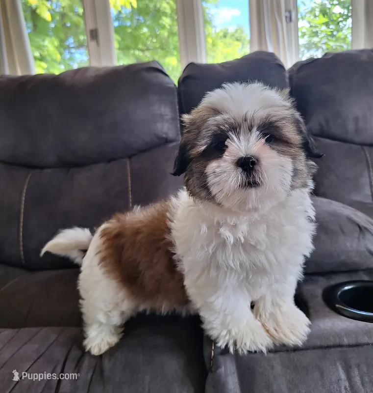 Lola – Shih Tzu puppy for sale in Beach City, OH