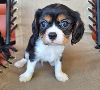 Hugo, a male Cavalier King Charles Spaniel for sale in Beach City, OH – 1 of 4