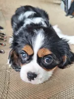 Daisy , a female Cavalier King Charles Spaniel for sale in Beach City, OH – 6 of 7