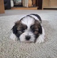 Layla , a female Shih Tzu for sale in Beach City, OH – 4 of 6