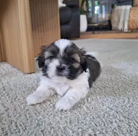 Sadie, a female Shih Tzu for sale in Beach City, OH – 3 of 8