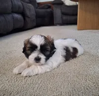 Bella , a female Shih Tzu for sale in Beach City, OH – 4 of 8