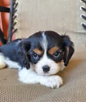 Benji, a male Cavalier King Charles Spaniel for sale in Beach City, OH – 1 of 5