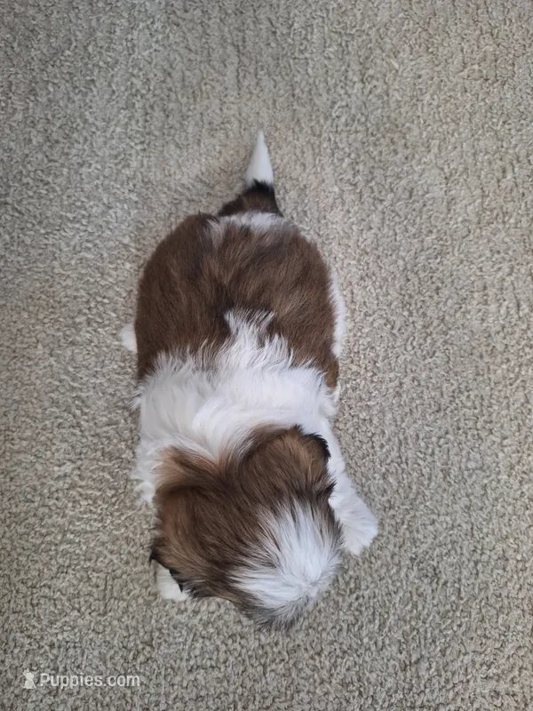 Lola – Shih Tzu puppy for sale in Beach City, OH