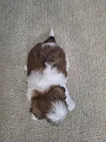 Lola, a female Shih Tzu for sale in Beach City, OH – 7 of 7