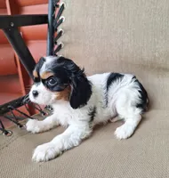 Sadie, a female Cavalier King Charles Spaniel for sale in Beach City, OH – 3 of 6