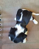 Benji, a male Cavalier King Charles Spaniel for sale in Beach City, OH – 2 of 5