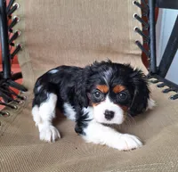 Autumn , a female Cavalier King Charles Spaniel for sale in Beach City, OH – 6 of 7