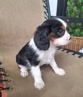 Pumpkin , a female Cavalier King Charles Spaniel for sale in Beach City, OH – 4 of 6
