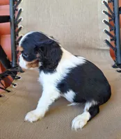 Max, a male Cavalier King Charles Spaniel for sale in Beach City, OH – 5 of 6