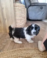 Daisy, a female Shih Tzu for sale in Beach City, OH – 4 of 8