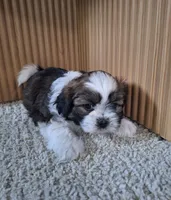 Layla , a female Shih Tzu for sale in Beach City, OH – 2 of 6