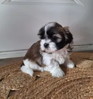 Sophie , a female Shih Tzu for sale in Beach City, OH – 6 of 10