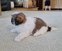 Lola, a female Shih Tzu for sale in Beach City, OH – 5 of 7
