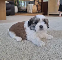 Lola, a female Shih Tzu for sale in Beach City, OH – 1 of 7