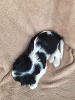 Toby, a male Cavalier King Charles Spaniel for sale in Beach City, OH – Photo 5 of 5