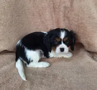 Toby, a male Cavalier King Charles Spaniel for sale in Beach City, OH – Photo 3 of 5