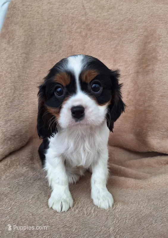 Toby – Cavalier King Charles Spaniel puppy for sale in Beach City, OH