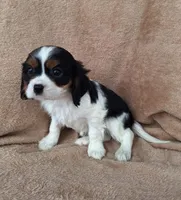 Toby, a male Cavalier King Charles Spaniel for sale in Beach City, OH – Photo 4 of 5