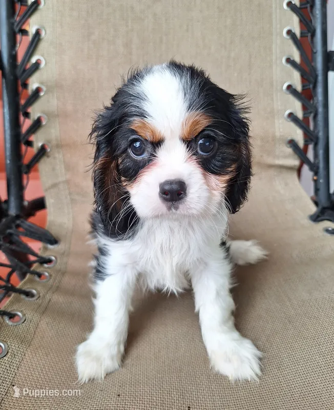 Bella – Cavalier King Charles Spaniel puppy for sale in Beach City, OH