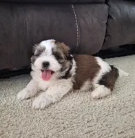 Archie , a male Shih Tzu for sale in Beach City, OH – 4 of 9