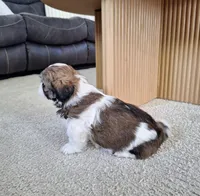 Archie , a male Shih Tzu for sale in Beach City, OH – 7 of 9