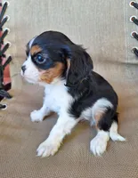 Benji, a male Cavalier King Charles Spaniel for sale in Beach City, OH – 5 of 5