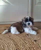 Sophie , a female Shih Tzu for sale in Beach City, OH – 9 of 10