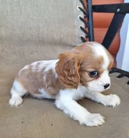 Ozzy, a male Cavalier King Charles Spaniel for sale in Beach City, OH – 3 of 6